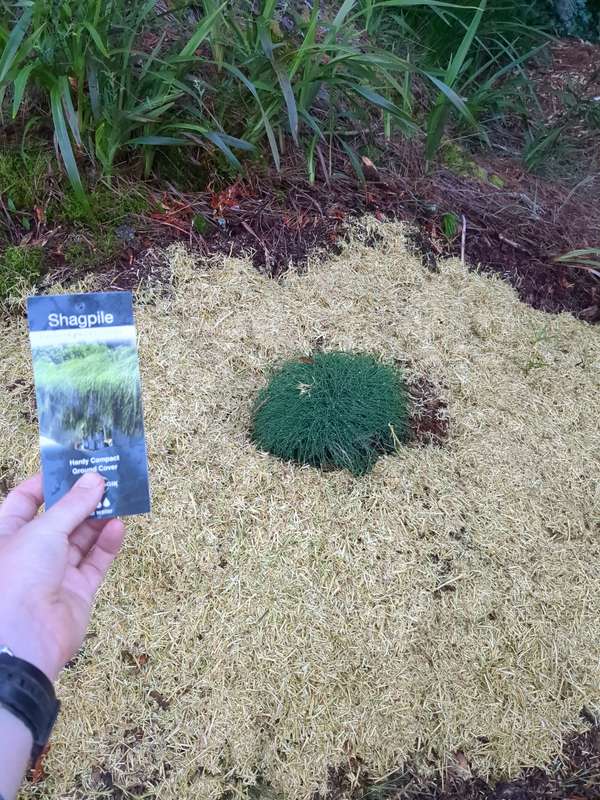 Photo of the initial planting of the shagpile