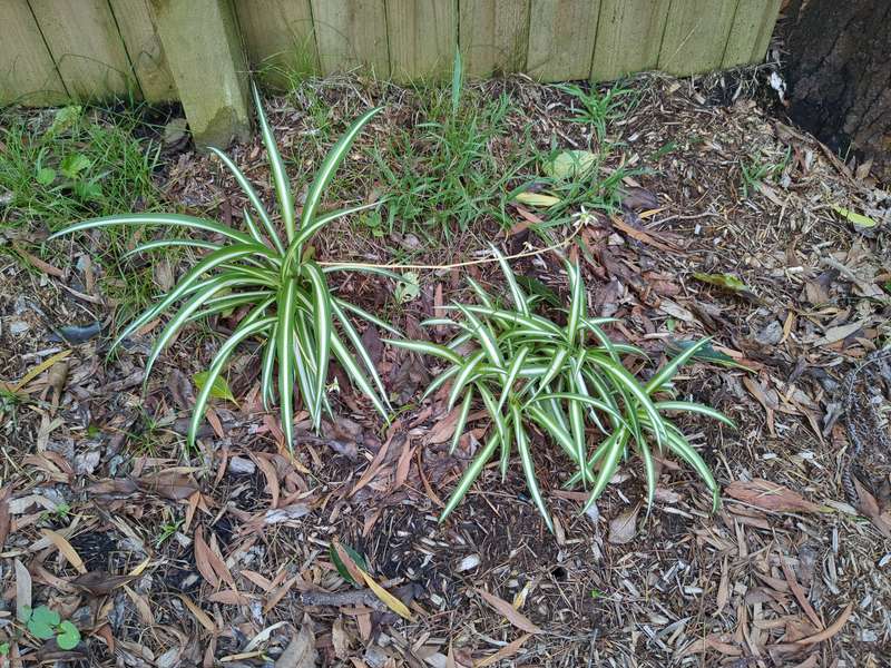 Photo of spider plants before removal