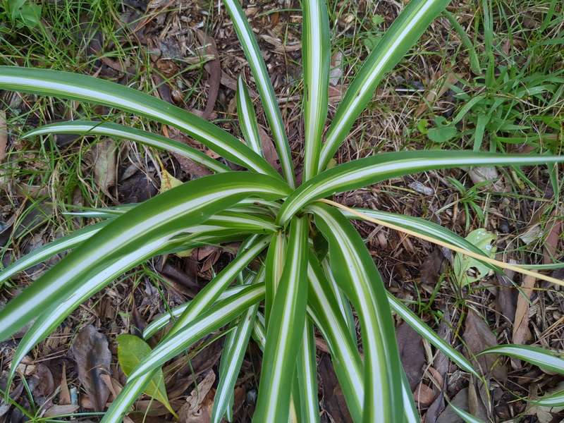 Closeup photo of spider plant leaves