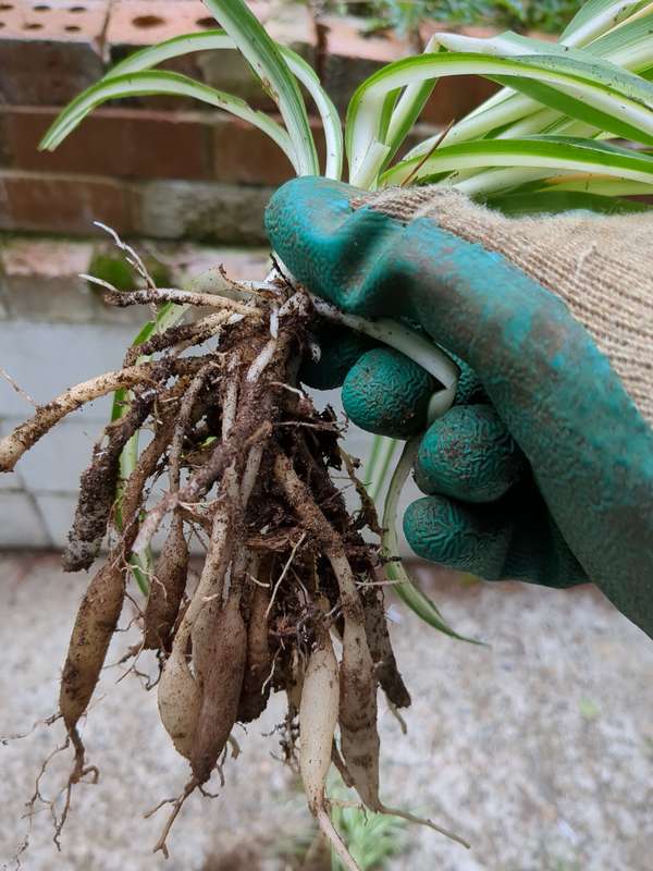 Photo of removed spider plant with tubers underneath