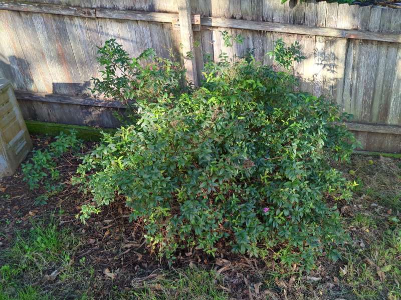 Photo of bushy Japanese Spiraea in February 2024