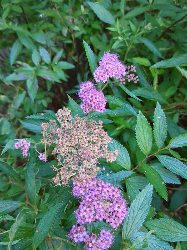 Photo of Japanese Spiraea small purple-pink flowers