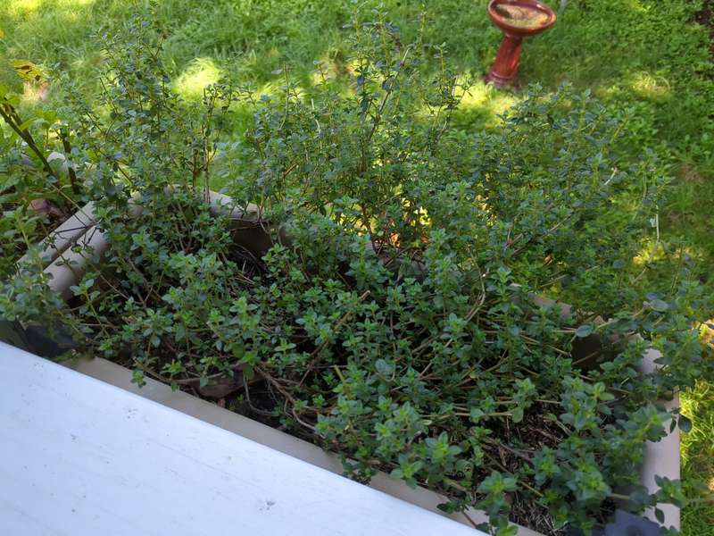 Photo of healthy thyme in a planter box