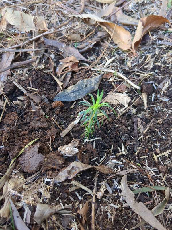 Photo of Trigger Productum first planting