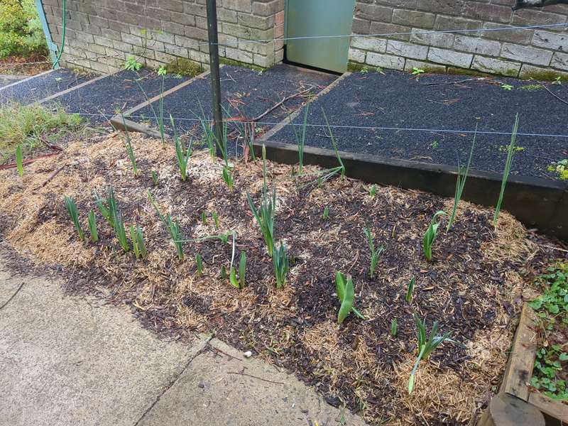 Photo of tulips starting to sprout