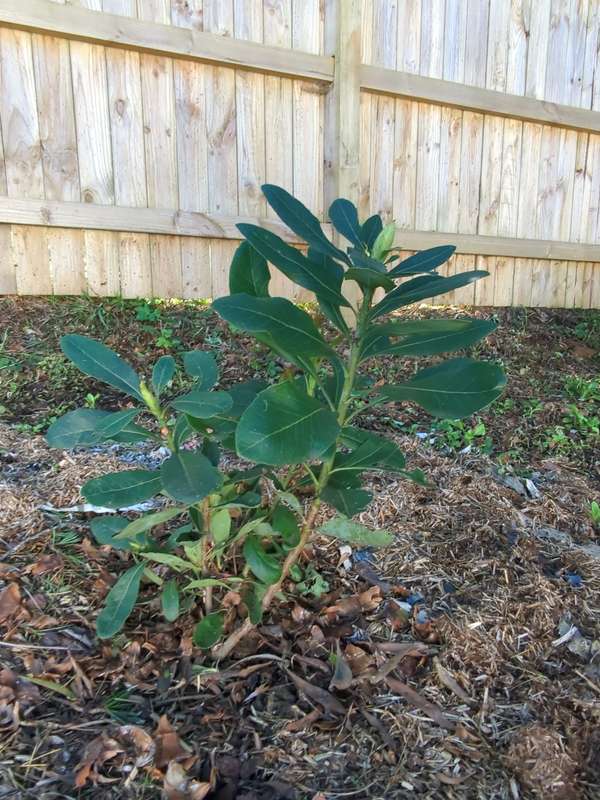 waratah_overview