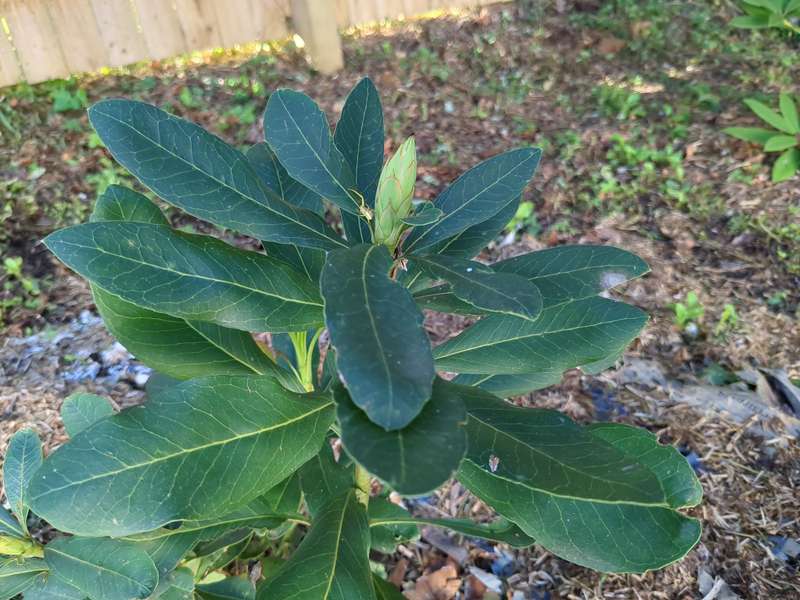 waratah_bud