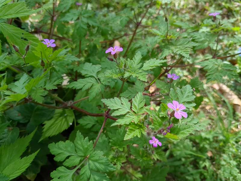 Close up photo of the node weeds leaves and flowers