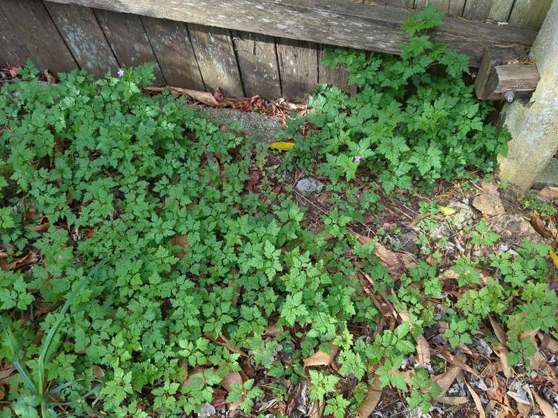 Photo of cluster of node weeds