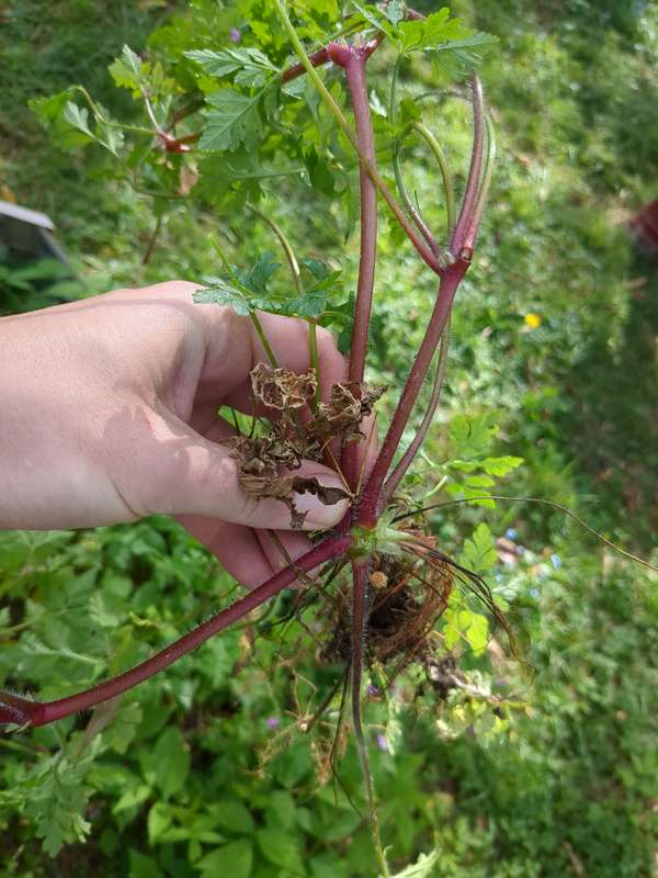 Photo of very large node weed removed
