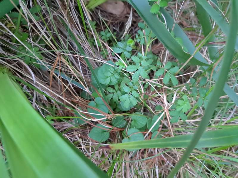 Close-up photo of spiny grass weed underneath a native grass
