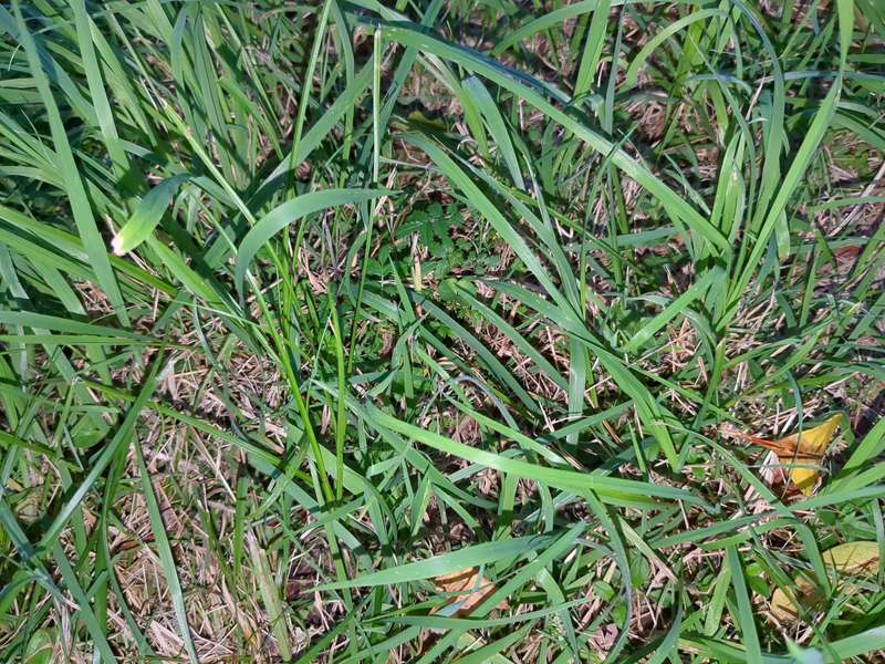 Photo of spiny grass weed hidden in grass