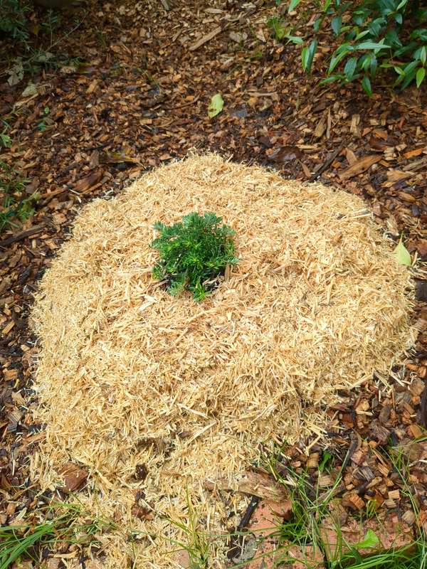 Photo of Westringia first planting