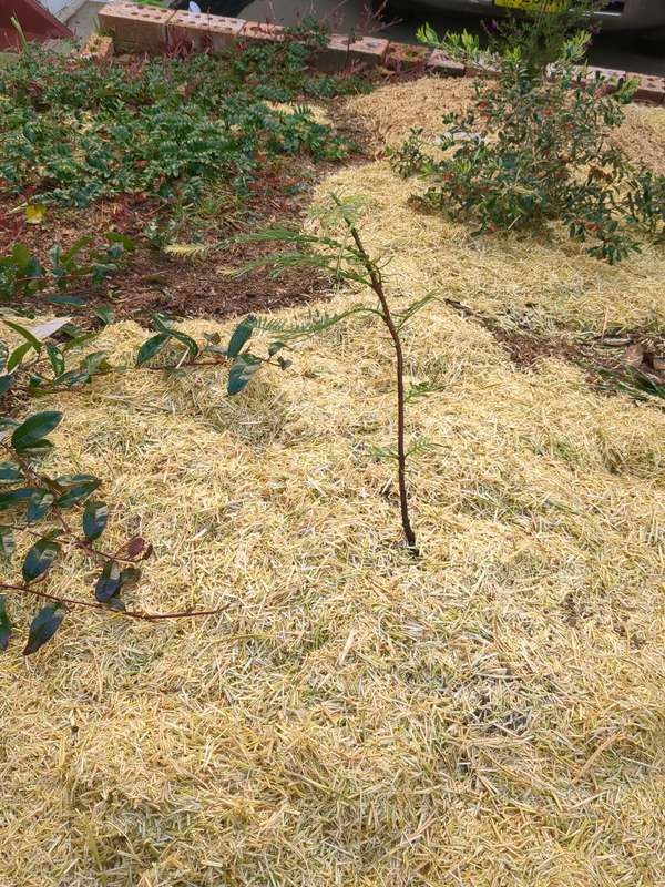Photo of small Wollemi Pine at first planting in mulch