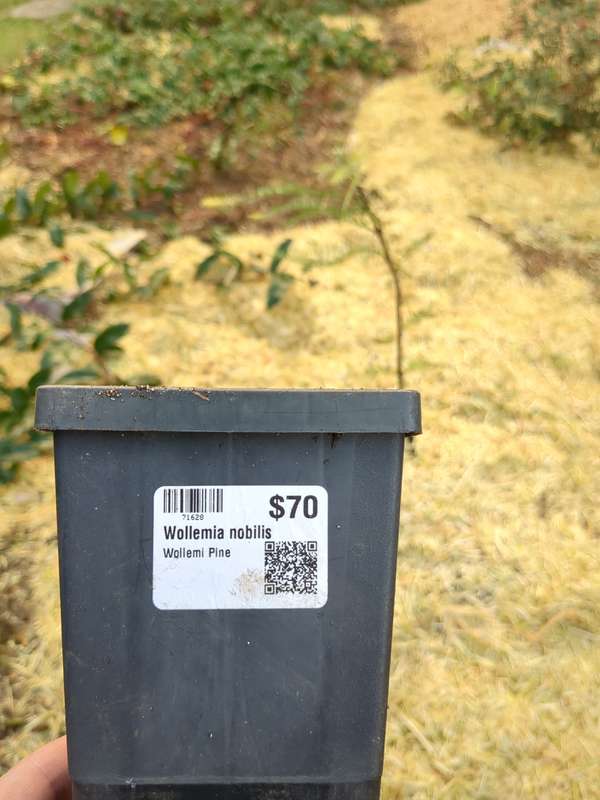 Photo of wollemi pine label and 70 AUD price tag