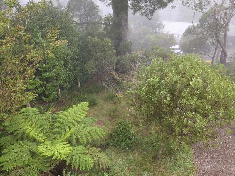 A photo of the front yard in February 2024 during a typical Blackheath fog